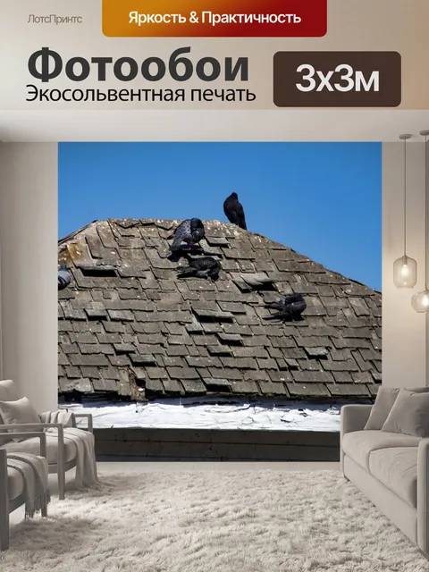 Фотообои Голуби