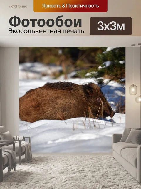 Фотообои Кабан