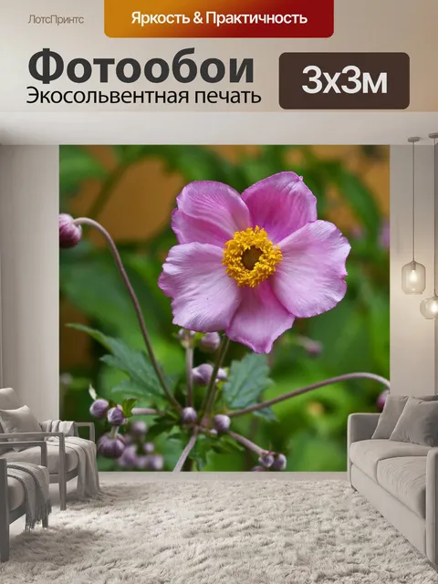 Фотообои Анемона