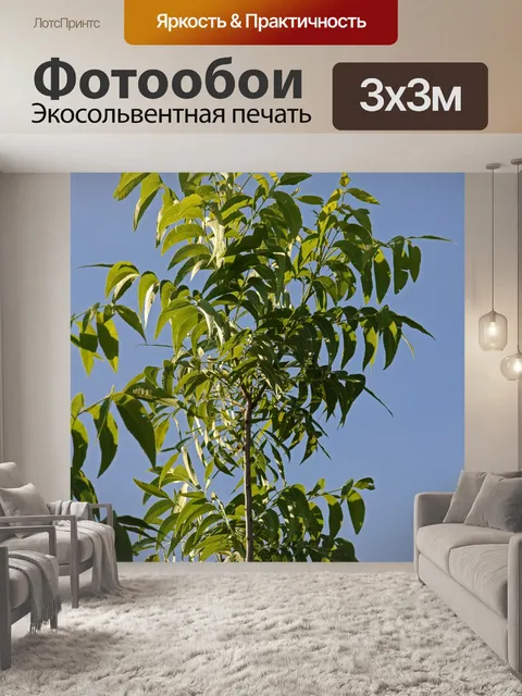 Фотообои ветка орехового дерева пекан с листьями