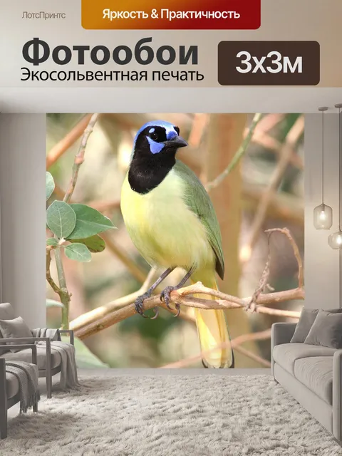 Фотообои Зеленая сойка