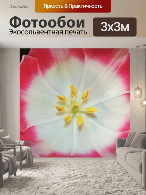 Фотообои Розовый и белый тюльпан макро