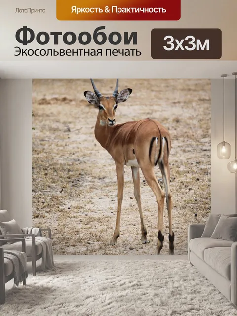 Фотообои Газель