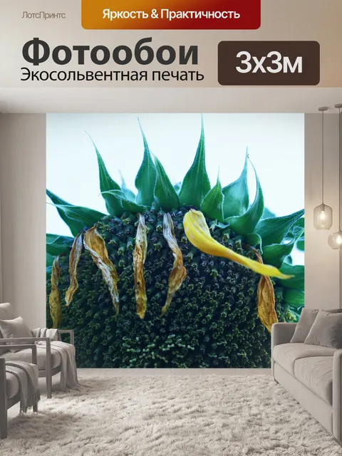 Фотообои вид семян подсолнечника
