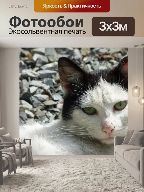 Фотообои Кошка