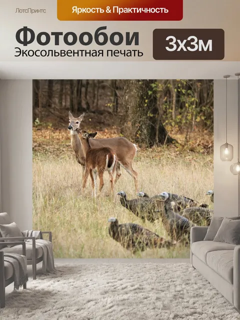 Фотообои Белохвостый олень и дикая индейка