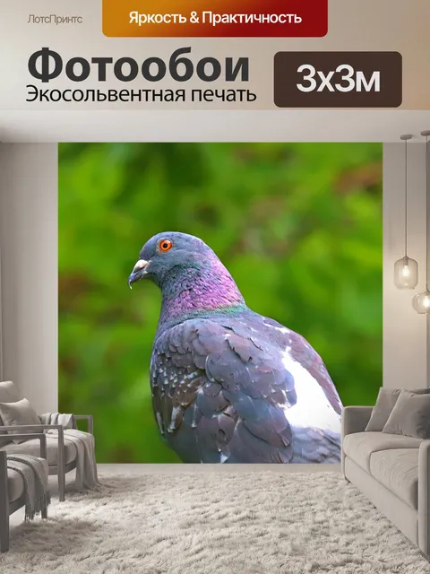 Фотообои Дикий голубь