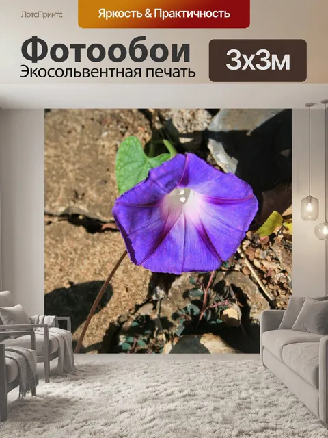 Фотообои фиолетовый ипомеи
