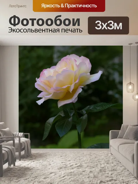 Фотообои Роза