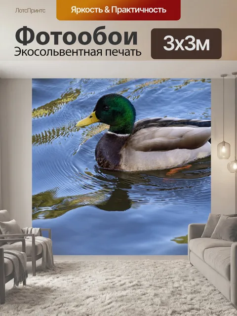 Фотообои Утка плавает в воде