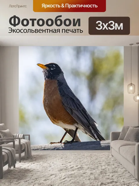 Фотообои Робин