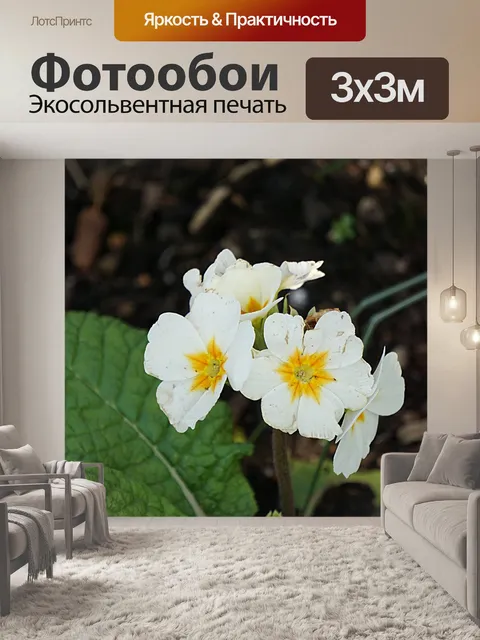 Фотообои Первоцветы цветы