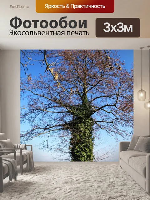 Фотообои Усик плюща