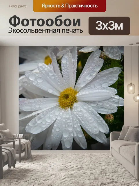 Фотообои Белый цветок, японская хризантема