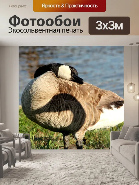 Фотообои Канада Гусь и тень
