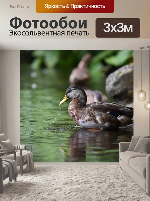 Фотообои Утка