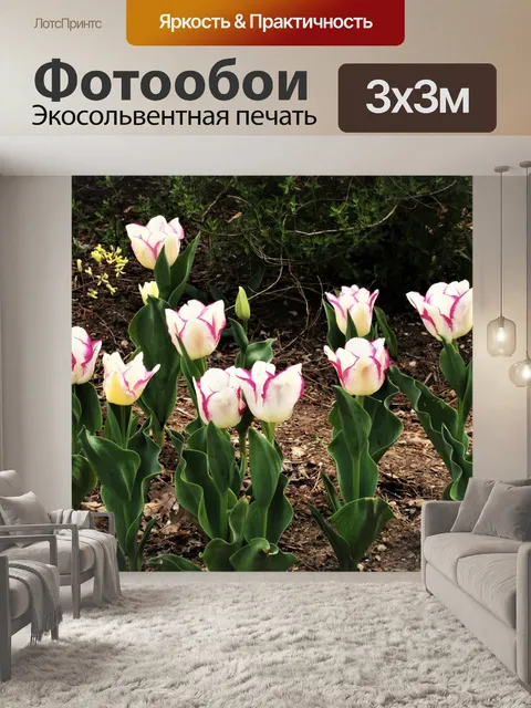 Фотообои Группа белых и фиолетовых тюльпанов