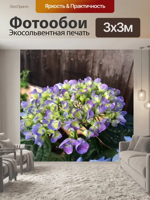 Фотообои Гортензия