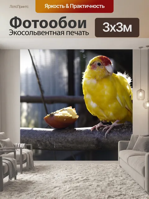 Фотообои Птицы