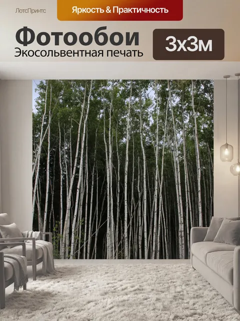 Фотообои Белый Тополь Дерево Дрожание Aspen