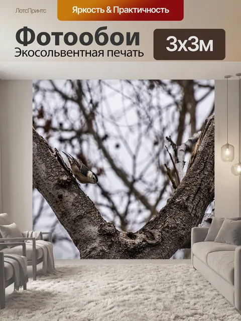 Фотообои Нисходящий белогрудый поползень