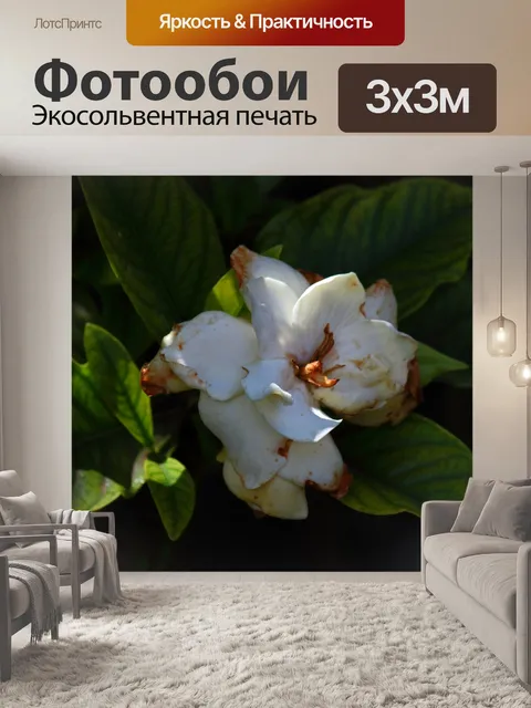 Фотообои белый цветок гардении