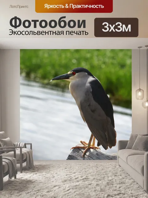 Фотообои Ночная цапля с черной короной