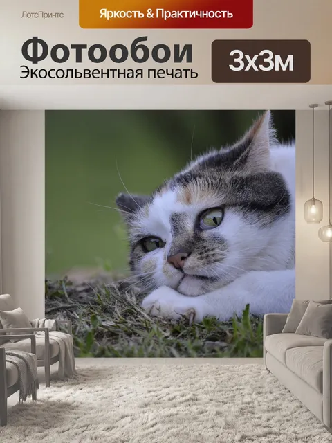 Фотообои Кот