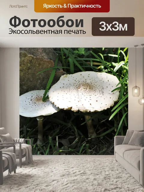 Фотообои Два больших белых гриба в траве