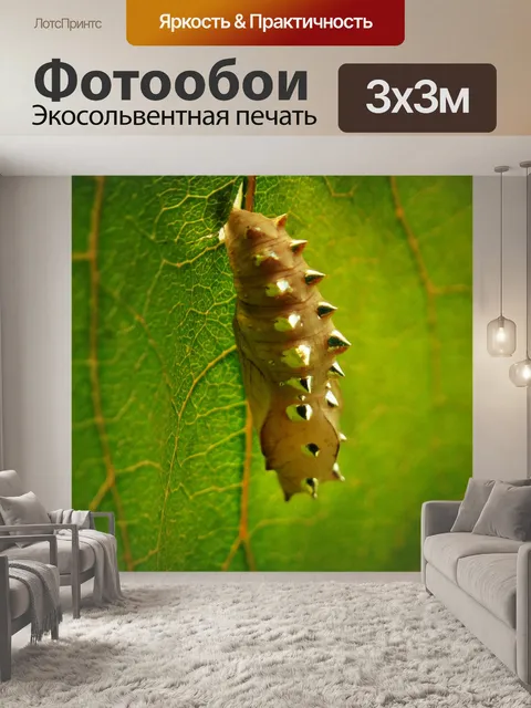 Фотообои Бабочка