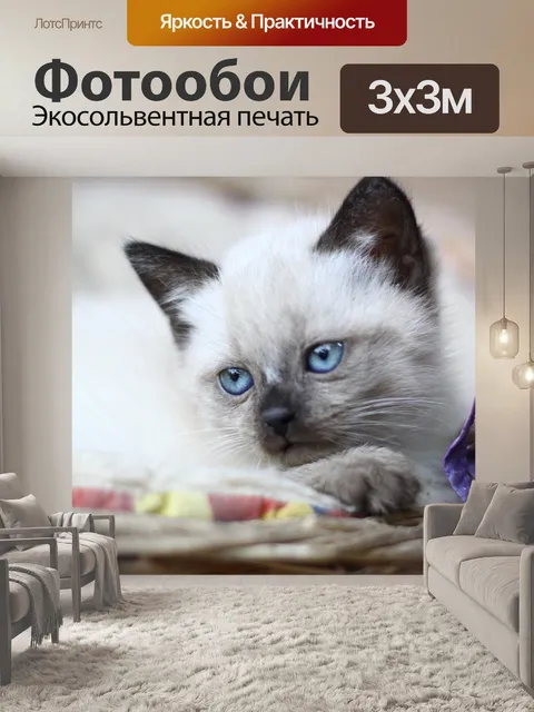 Фотообои Котенок