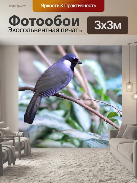 Фотообои Синяя птица
