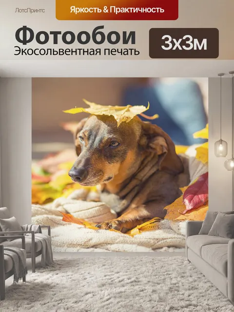Фотообои Собака