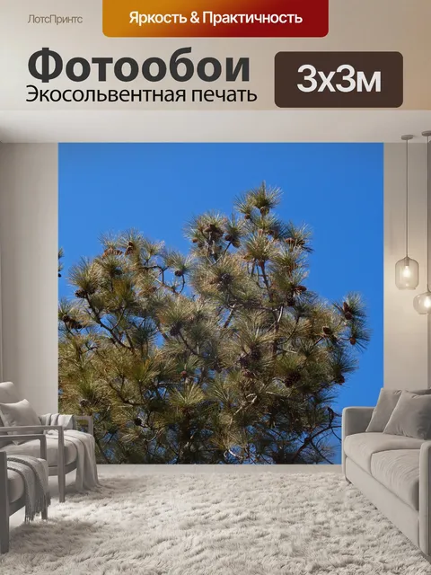 Фотообои зеленые ветки сосны с шишками