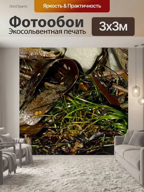 Фотообои Морской хлам