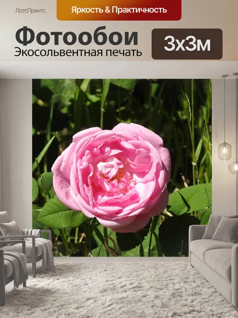 Фотообои Чайная роза