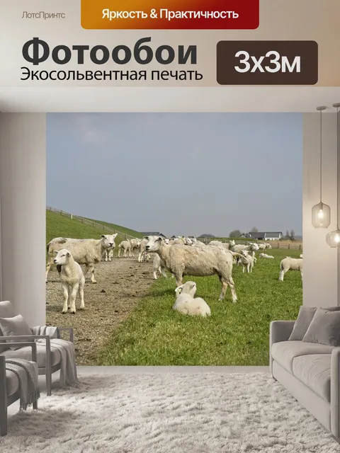Фотообои Овец