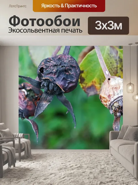 Фотообои Сухие гниющие плоды шиповника на розовом