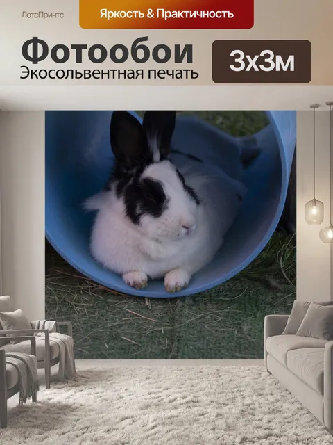 Фотообои кролик