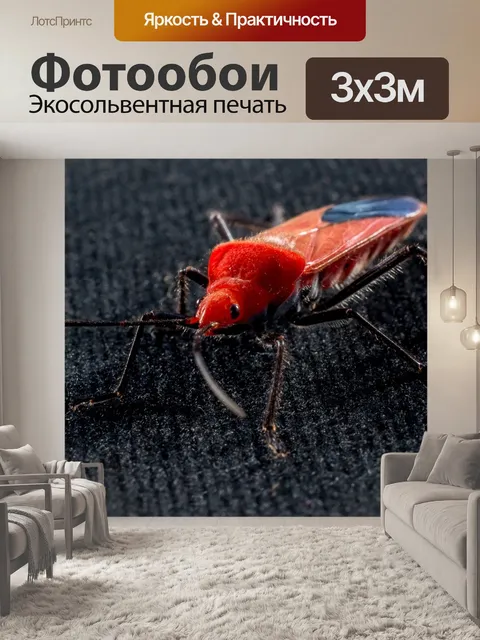Фотообои Жук