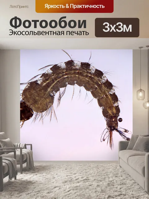 Фотообои Женский комар