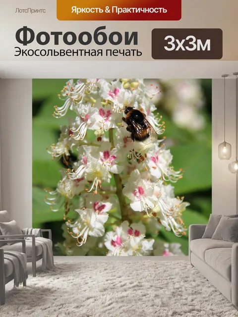 Фотообои Шмель