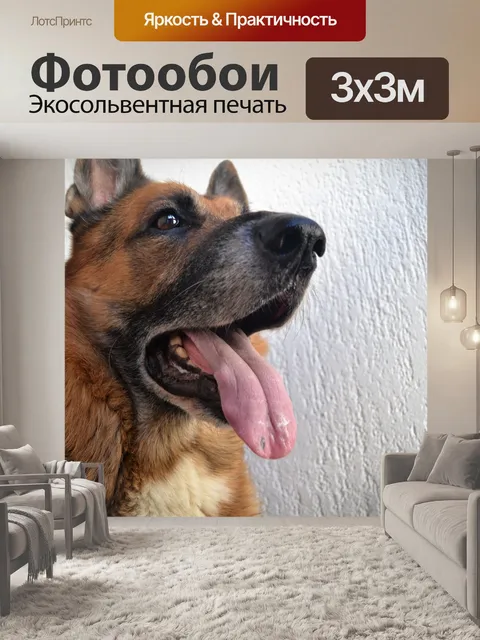 Фотообои Немецкая овчарка