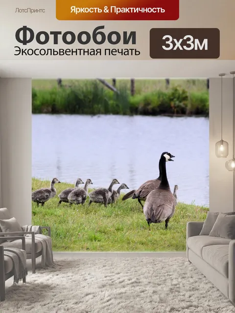 Фотообои Гуси с гусят