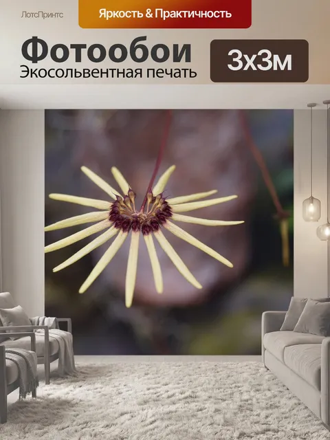 Фотообои Орхидея