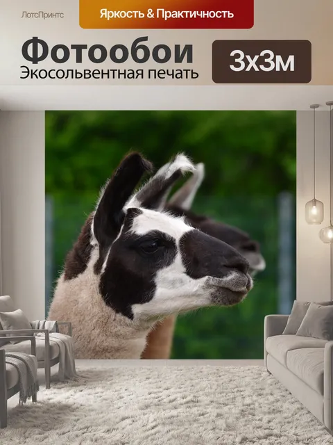 Фотообои Лама
