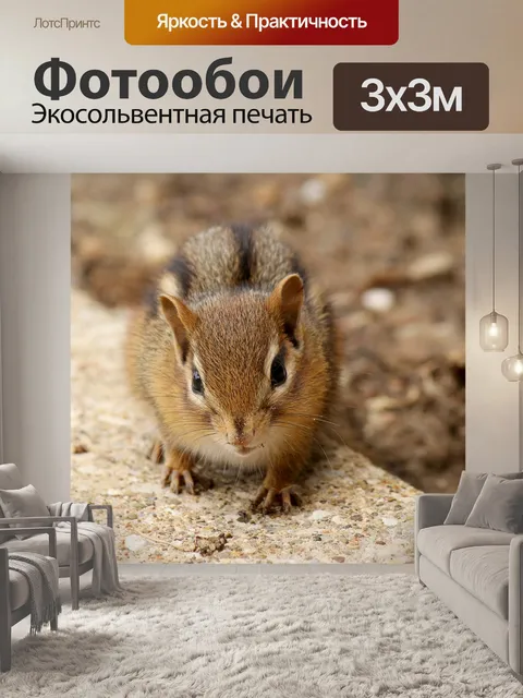 Фотообои Опасаясь бурундук