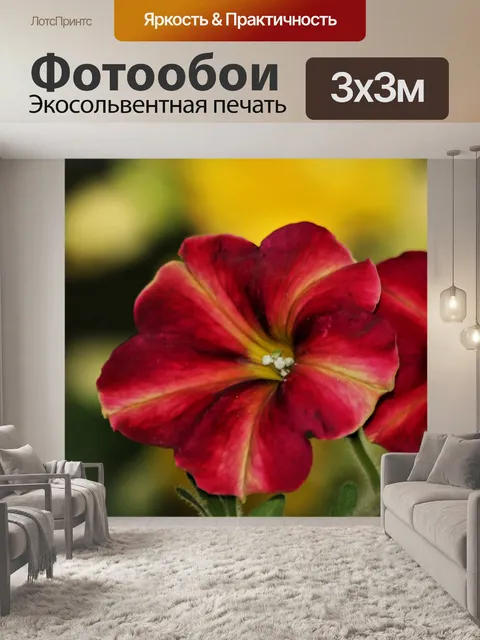 Фотообои Два красных цветка петунии крупным плано