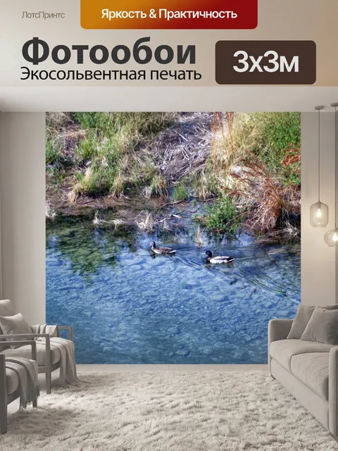 Фотообои Утки Маллард
