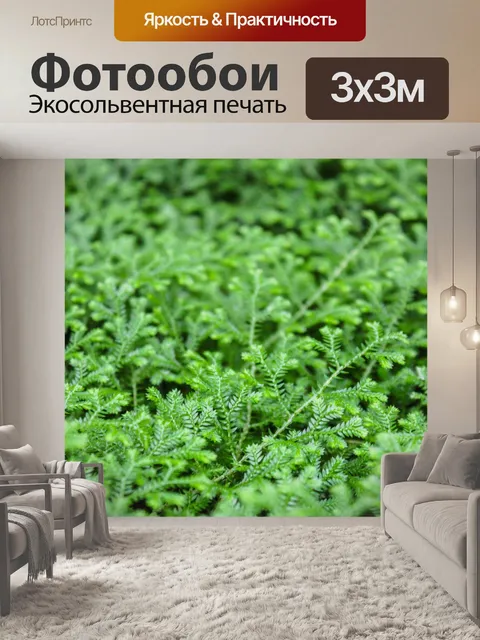 Фотообои Красивые папоротники зеленые листья